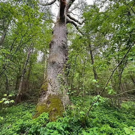 Feriehus Dom Podroznika -aktywne